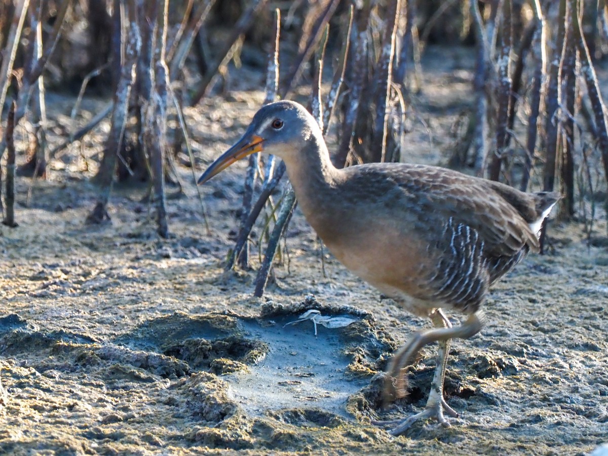 Clapper Rail (Caribbean) - Todd Deininger