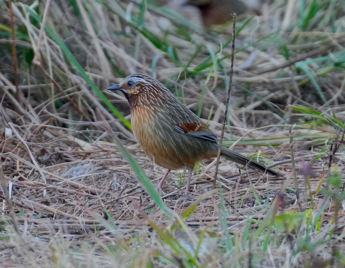 Striped Laughingthrush - Sudip Simha