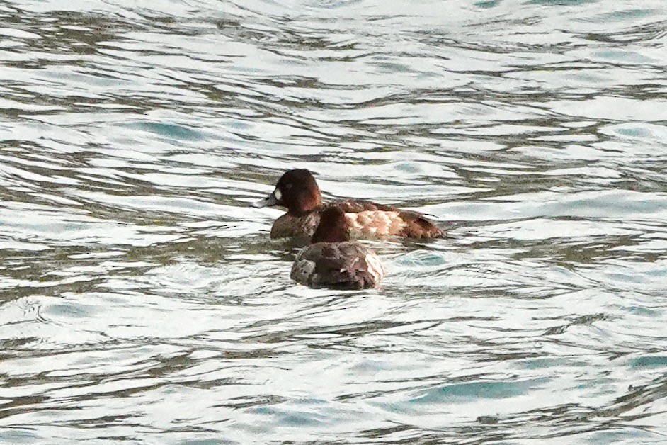 Lesser Scaup - ML614916997