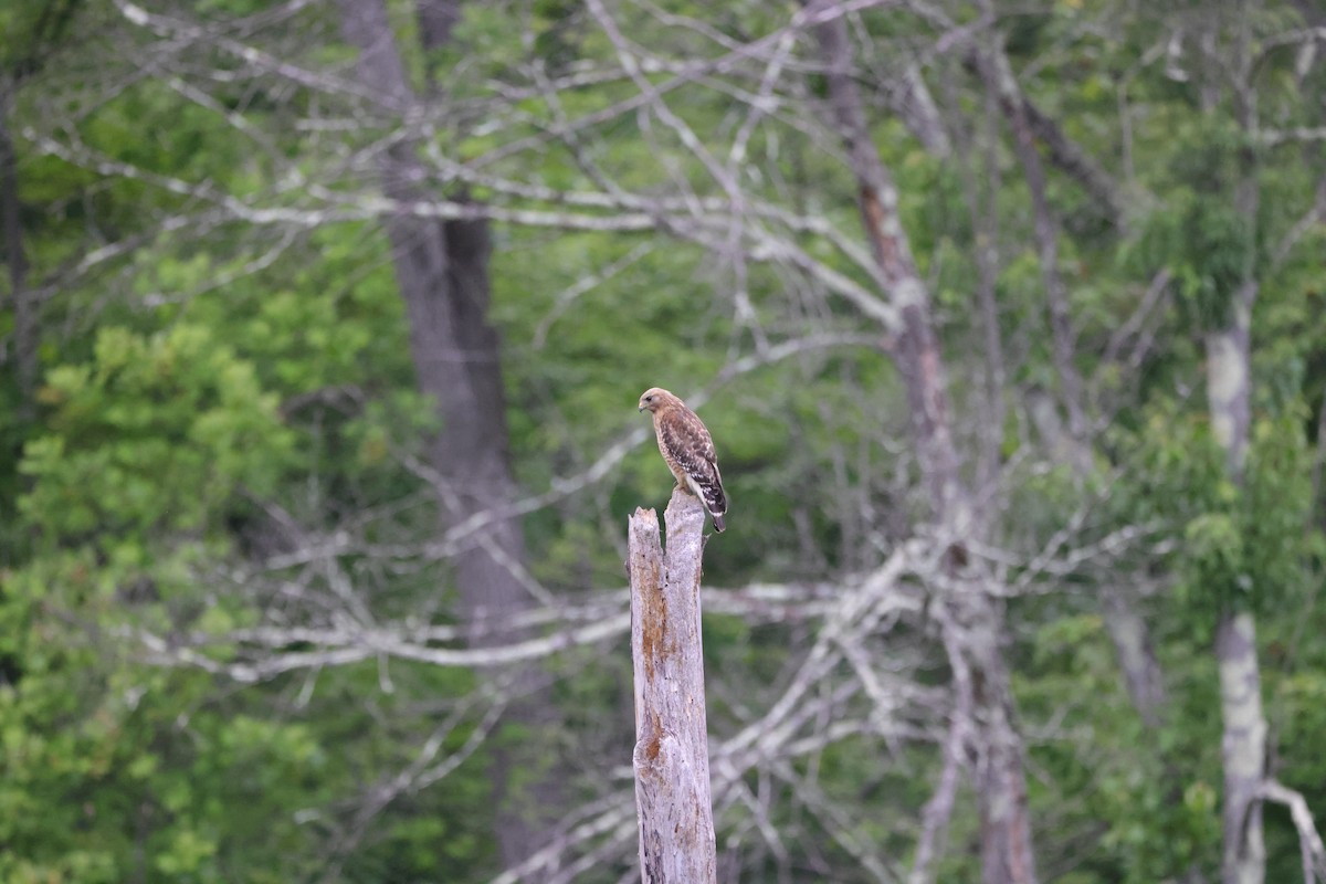 Red-shouldered Hawk - ML614917002