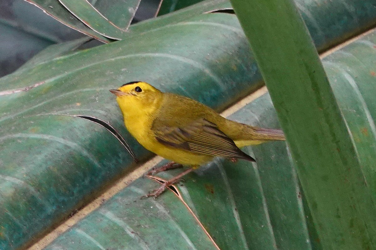 Wilson's Warbler - ML614917019