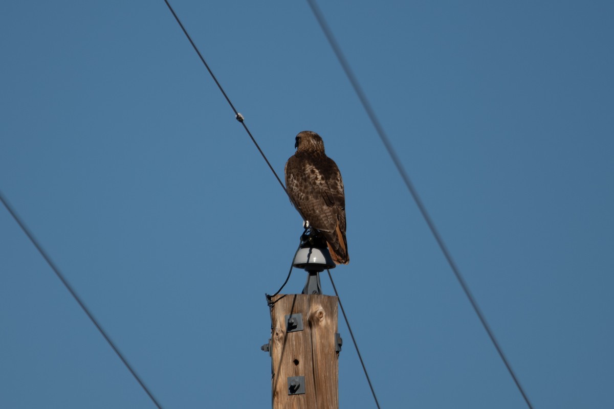 Red-tailed Hawk - ML614917027