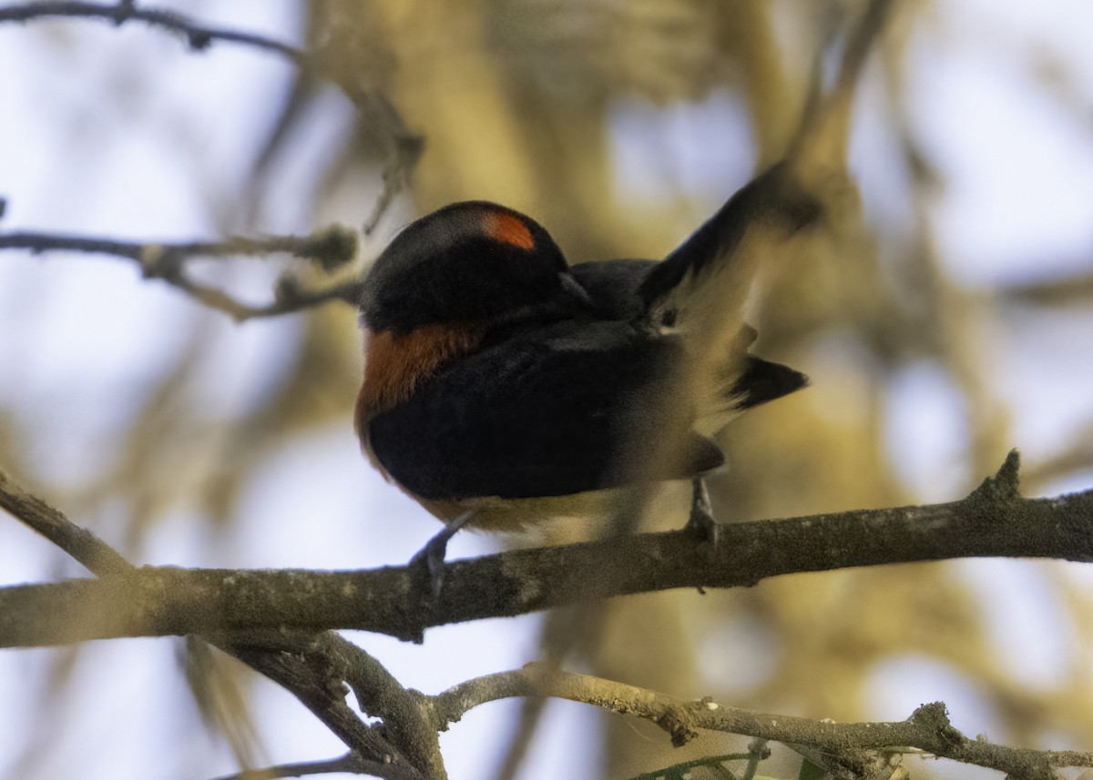 Crimson-breasted Finch - Luc Tremblay