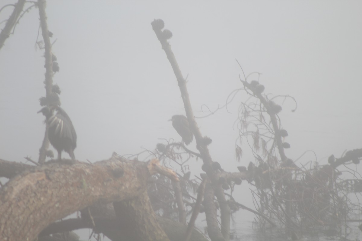 Black-crowned Night Heron - ML614917035