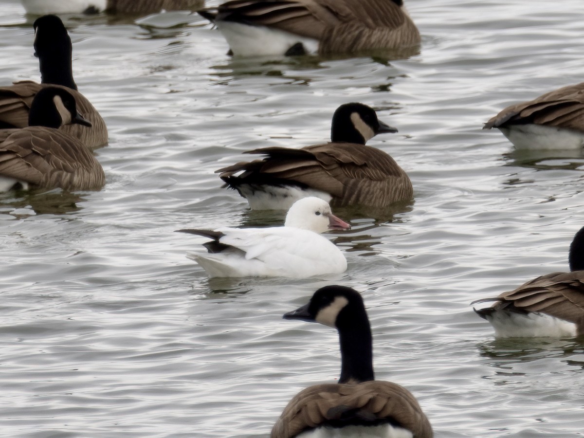 Ross's Goose - Tori Martel