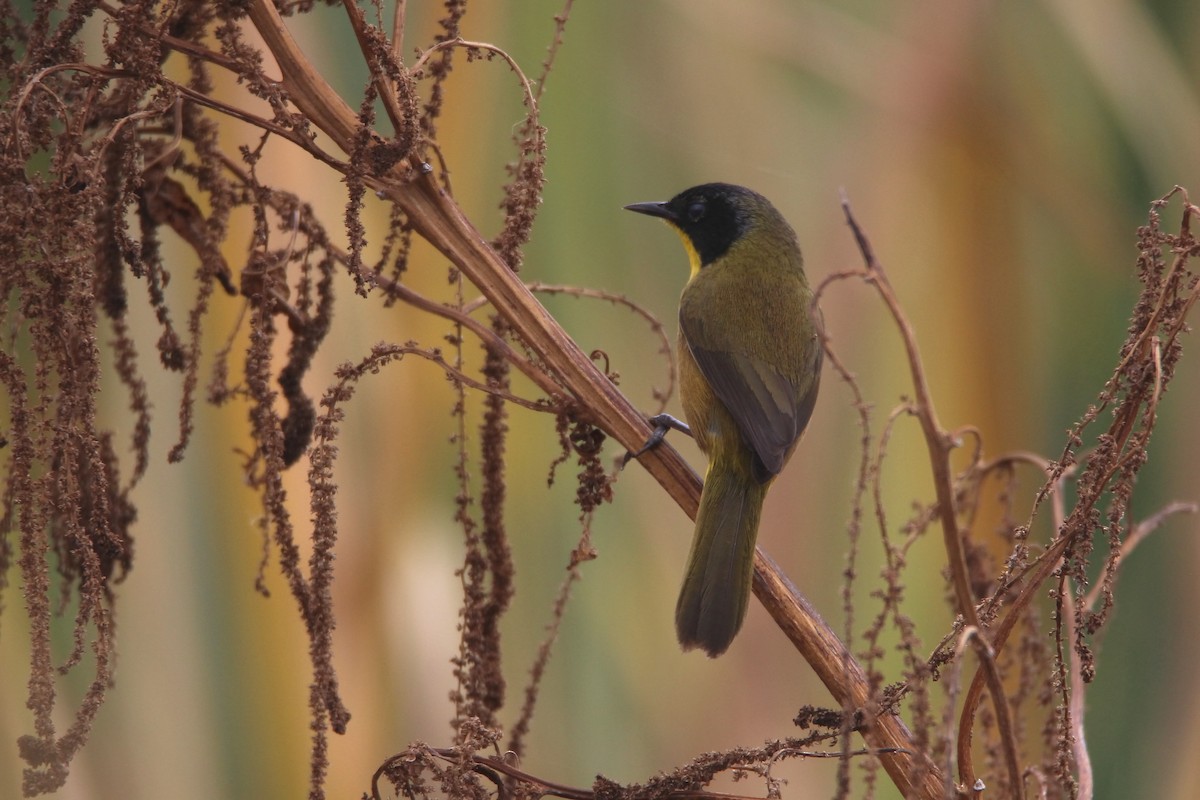 Black-polled Yellowthroat - ML614917109