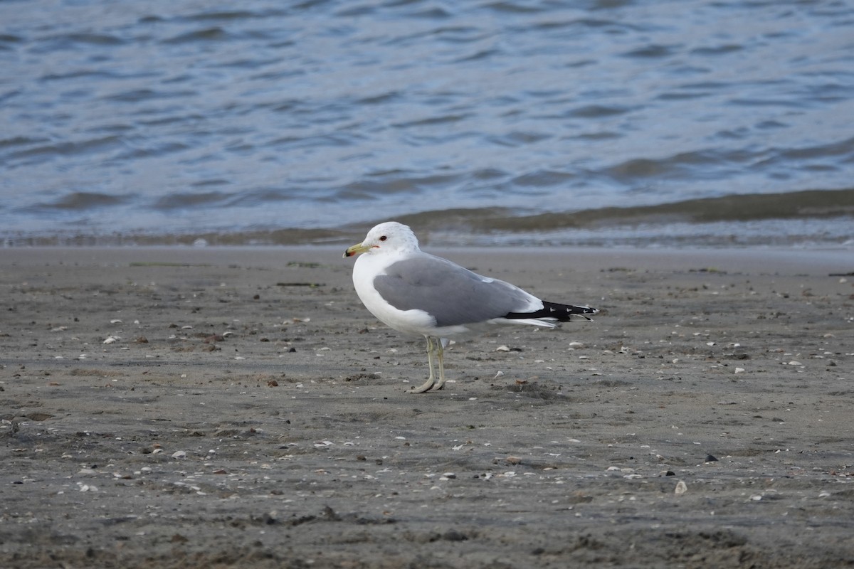 California Gull - Willem Van Bergen