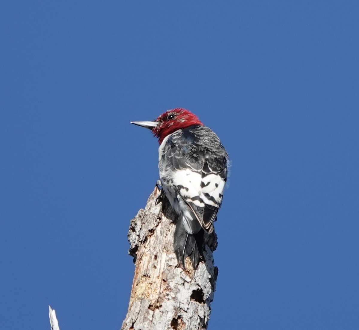 Red-headed Woodpecker - deidre asbjorn
