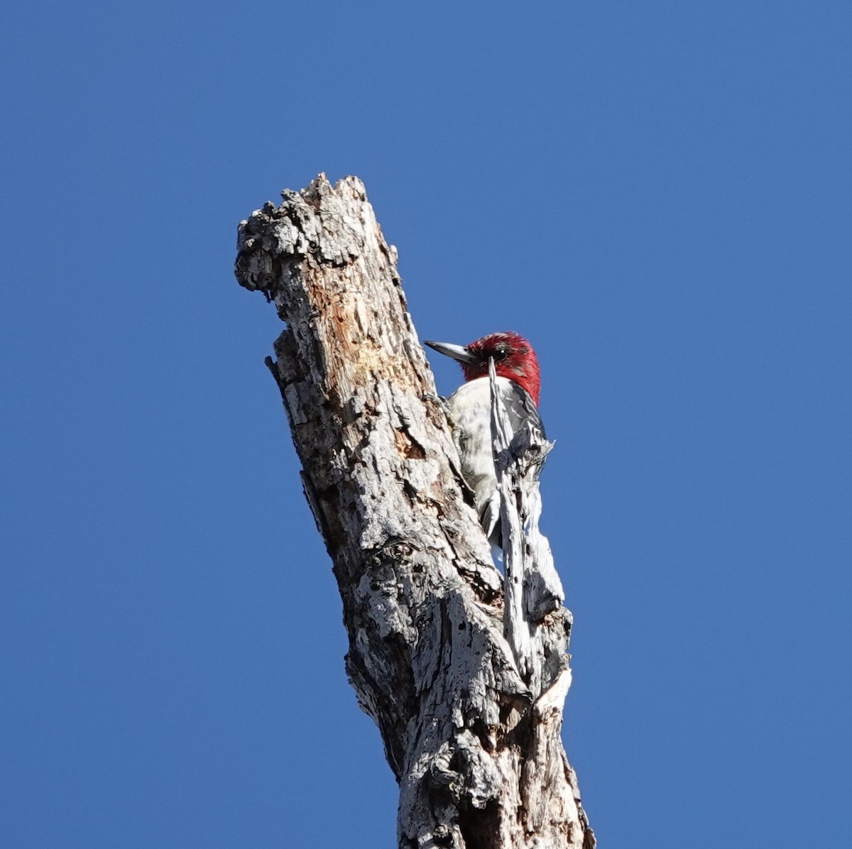 Red-headed Woodpecker - deidre asbjorn