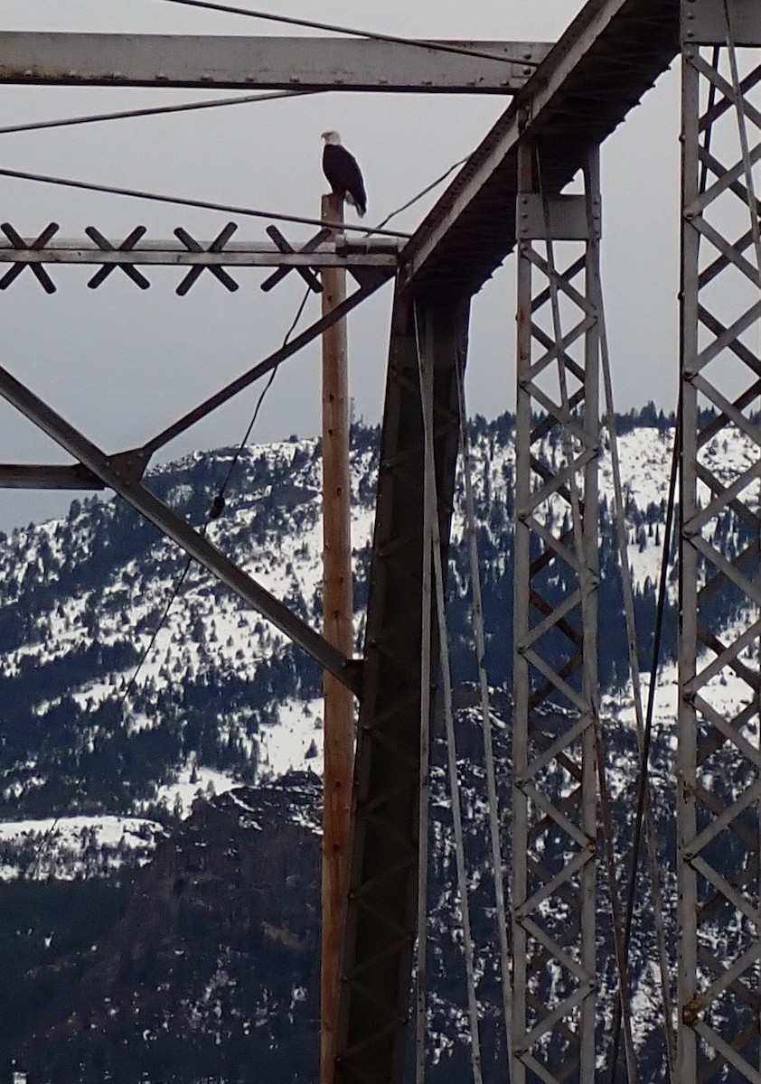 Bald Eagle - ML614917225