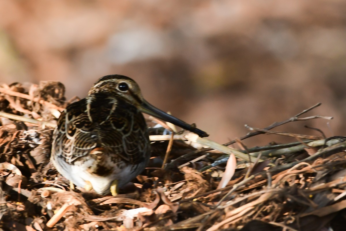 Pin-tailed/Common Snipe - ML614917242