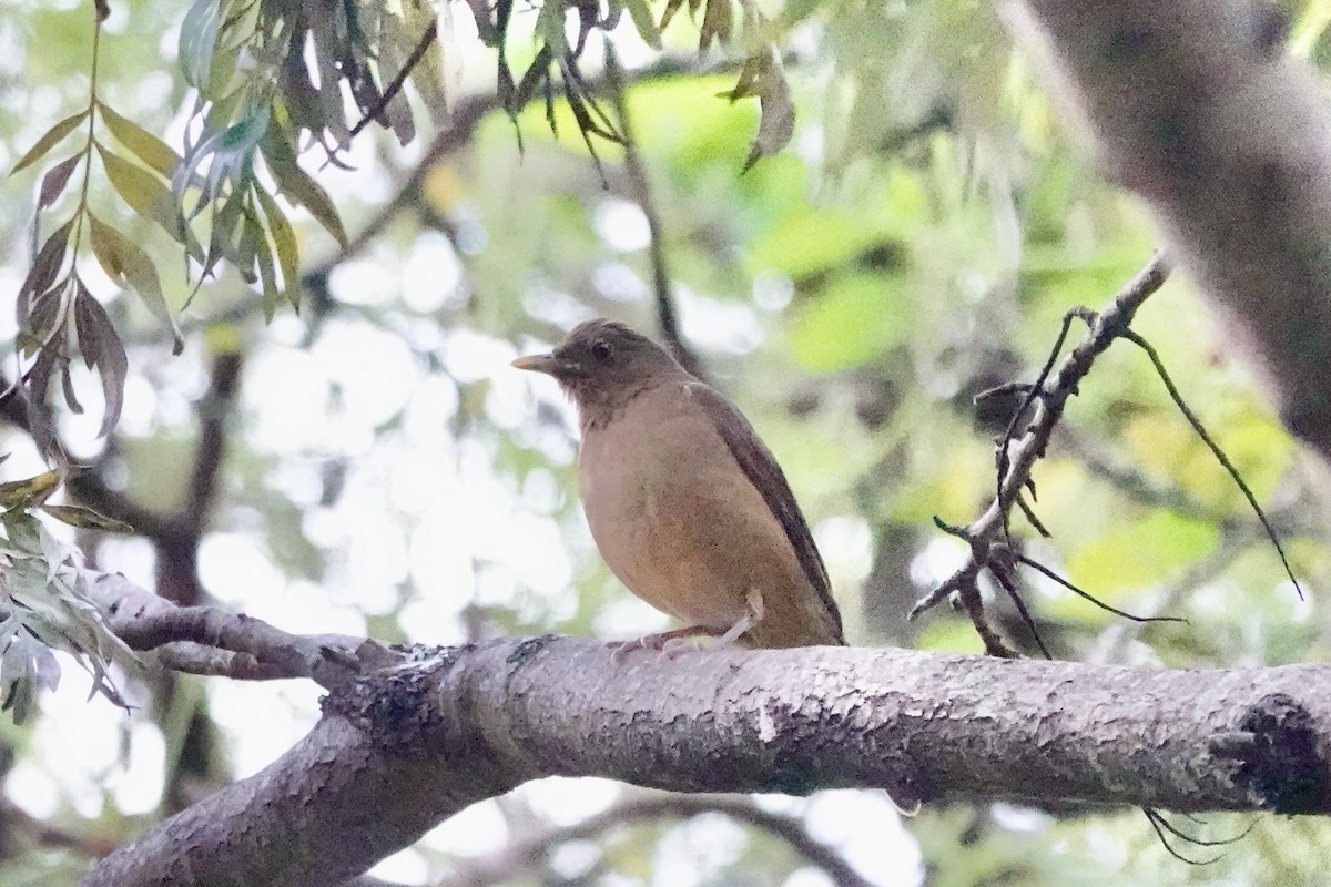 Clay-colored Thrush - ML614917267