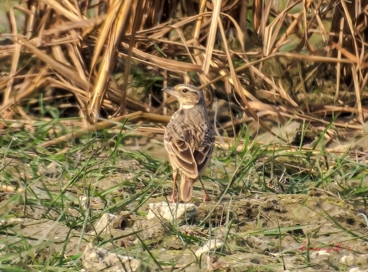 Bengal Bushlark - ML614917273