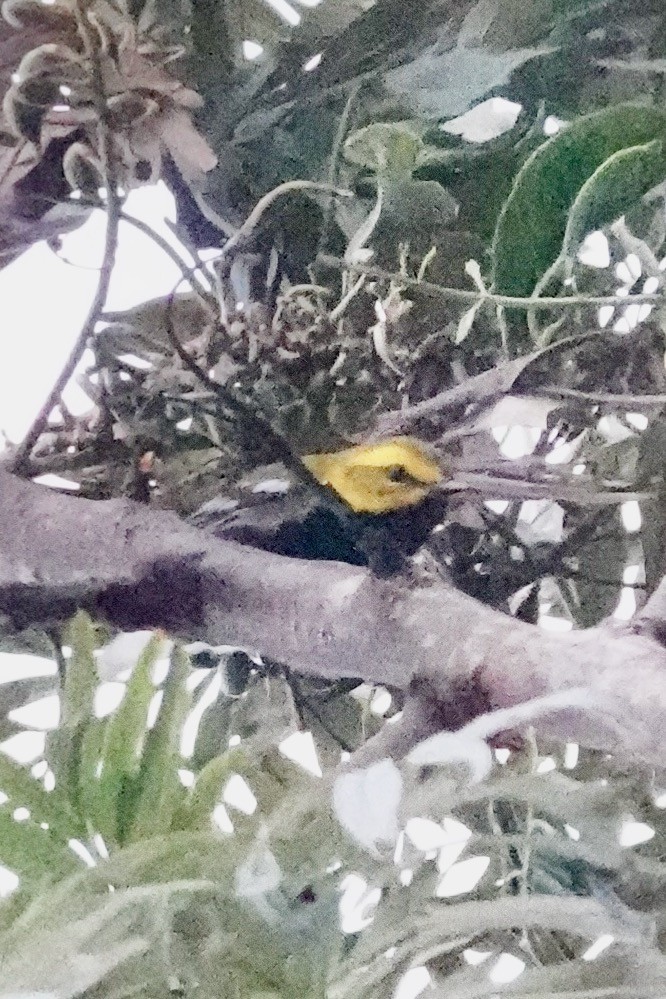 Black-throated Green Warbler - ML614917295