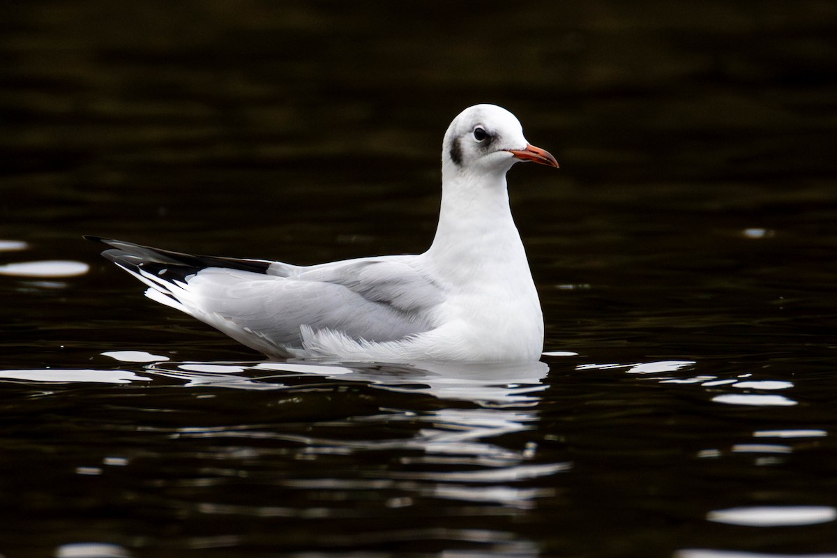 Mouette rieuse - ML614917309