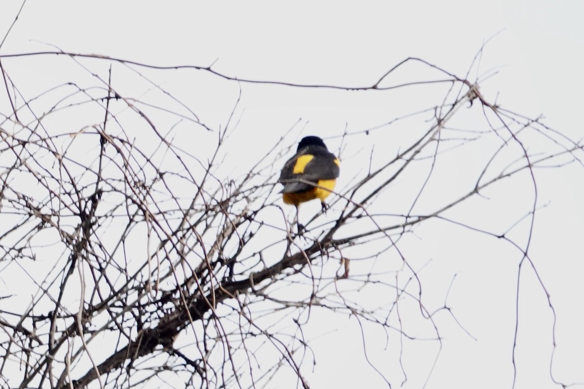 Black-vented Oriole - ML614917330