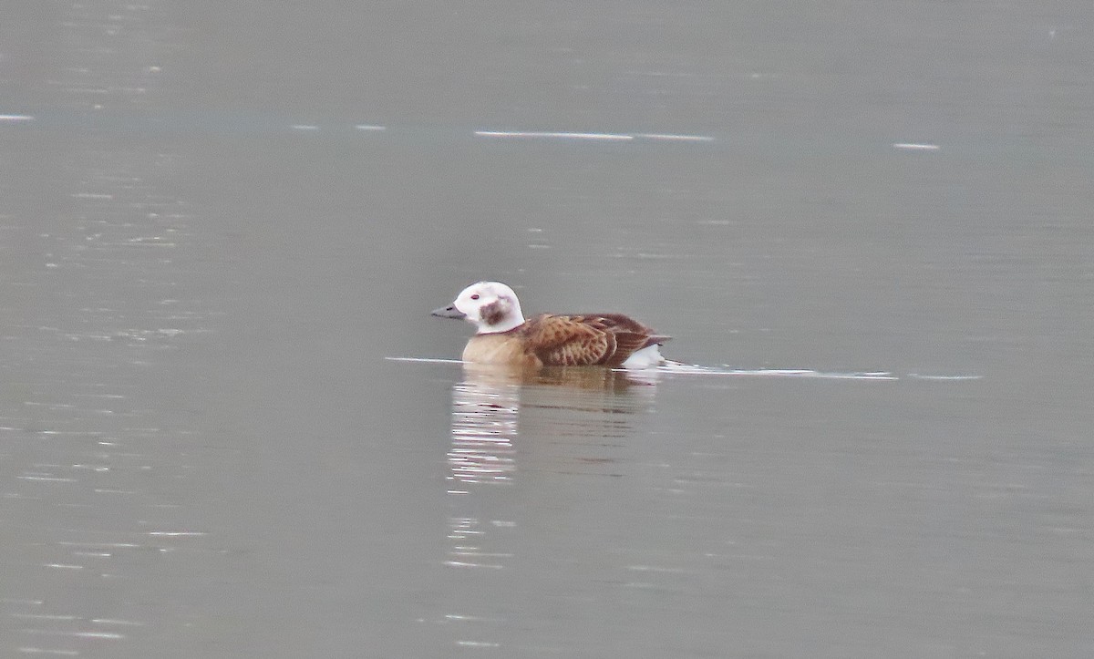 Long-tailed Duck - ML614917342