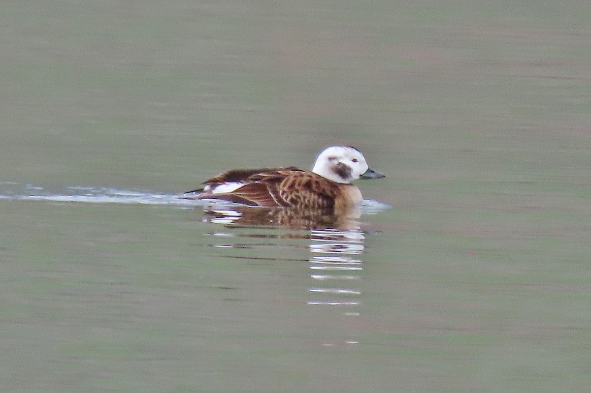 Long-tailed Duck - ML614917343