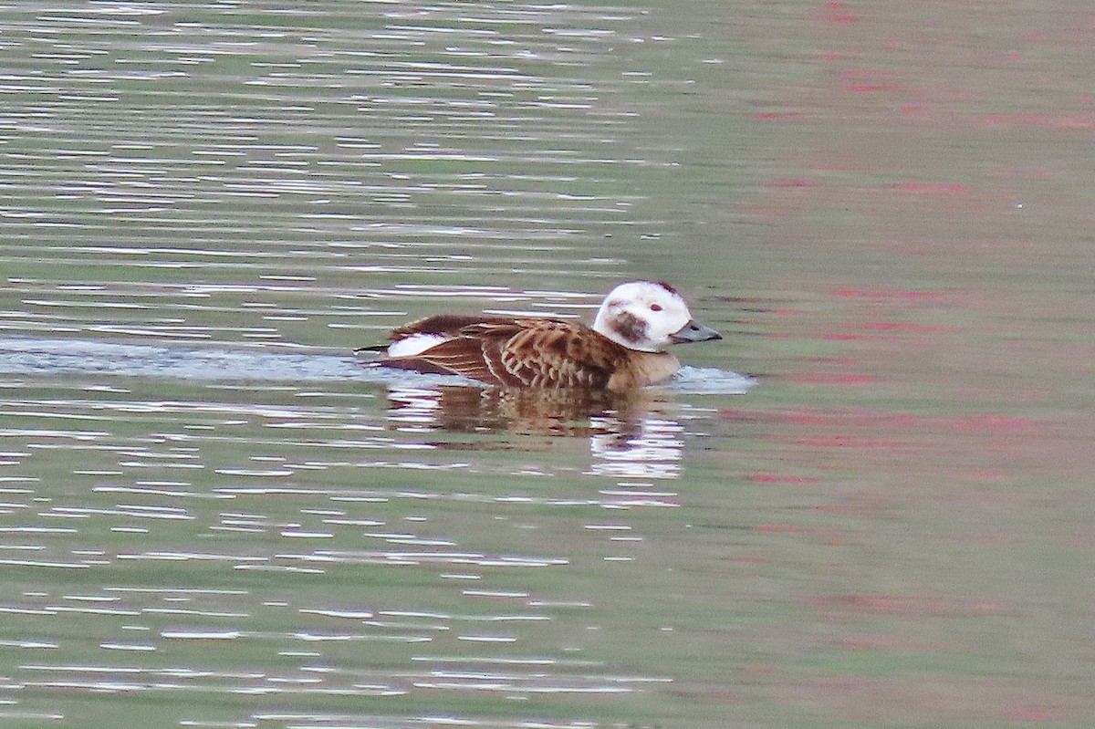 Long-tailed Duck - ML614917345