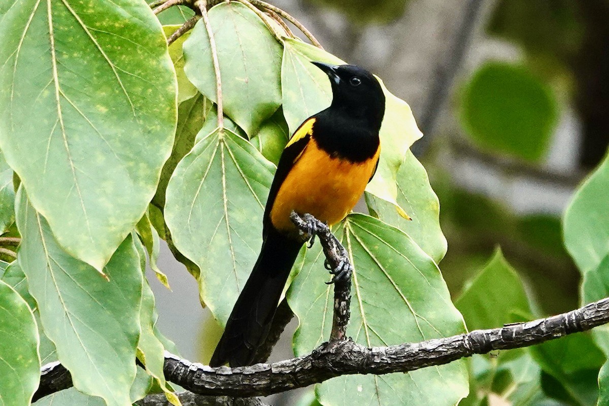 Black-vented Oriole - ML614917368