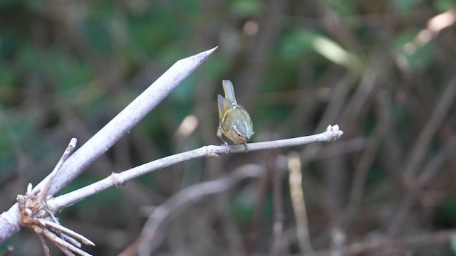 Buff-barred Warbler - ML614917383