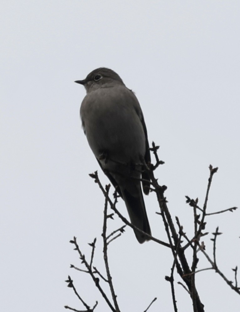Townsend's Solitaire - ML614917386