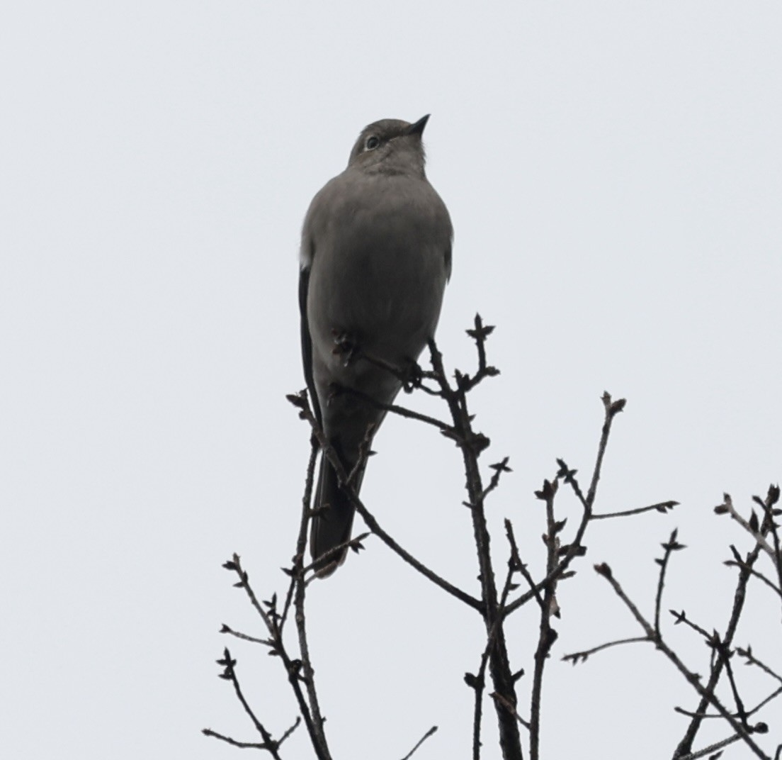 Townsend's Solitaire - ML614917401