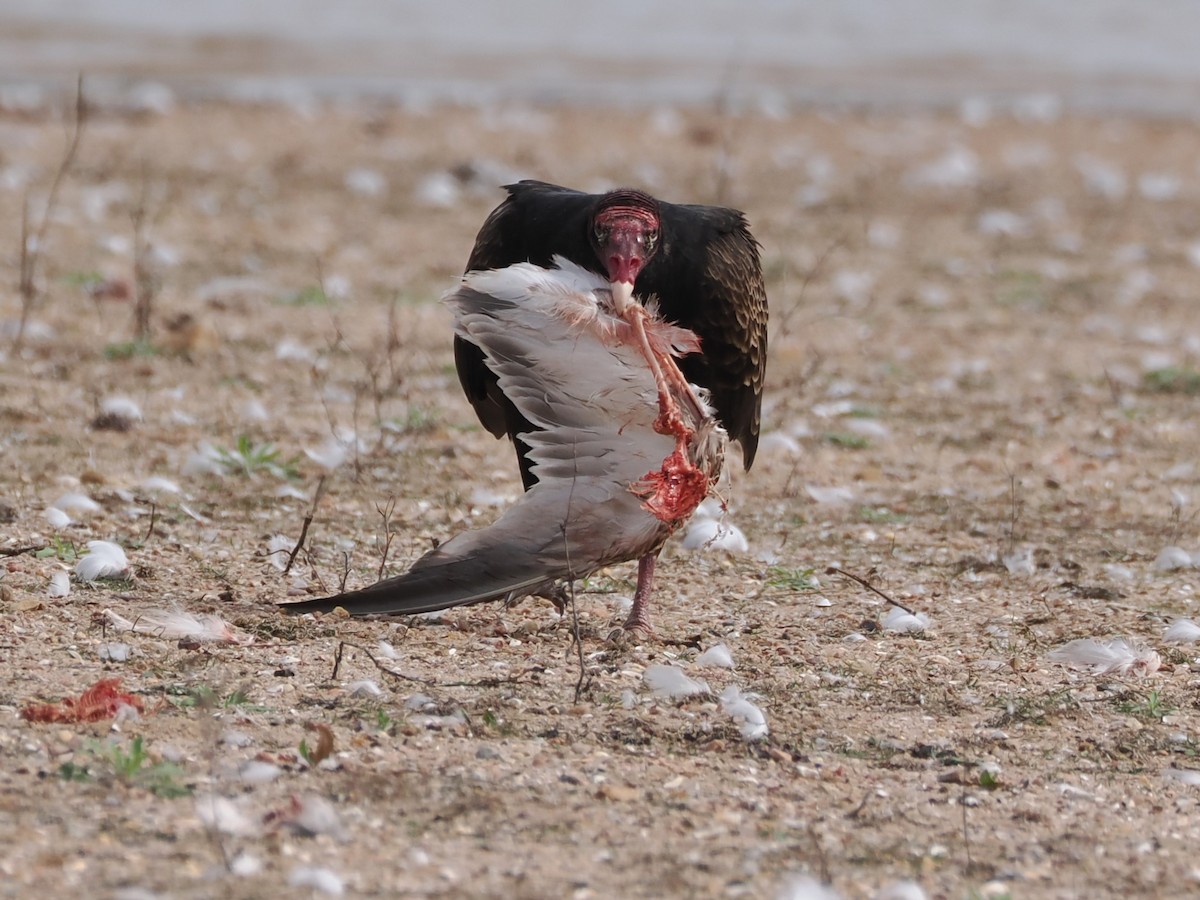 Turkey Vulture - ML614917462