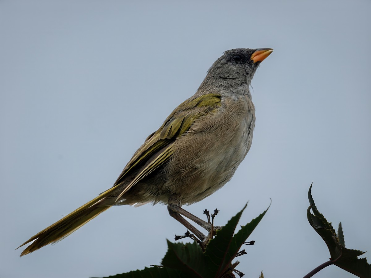 Great Pampa-Finch - ML614917489