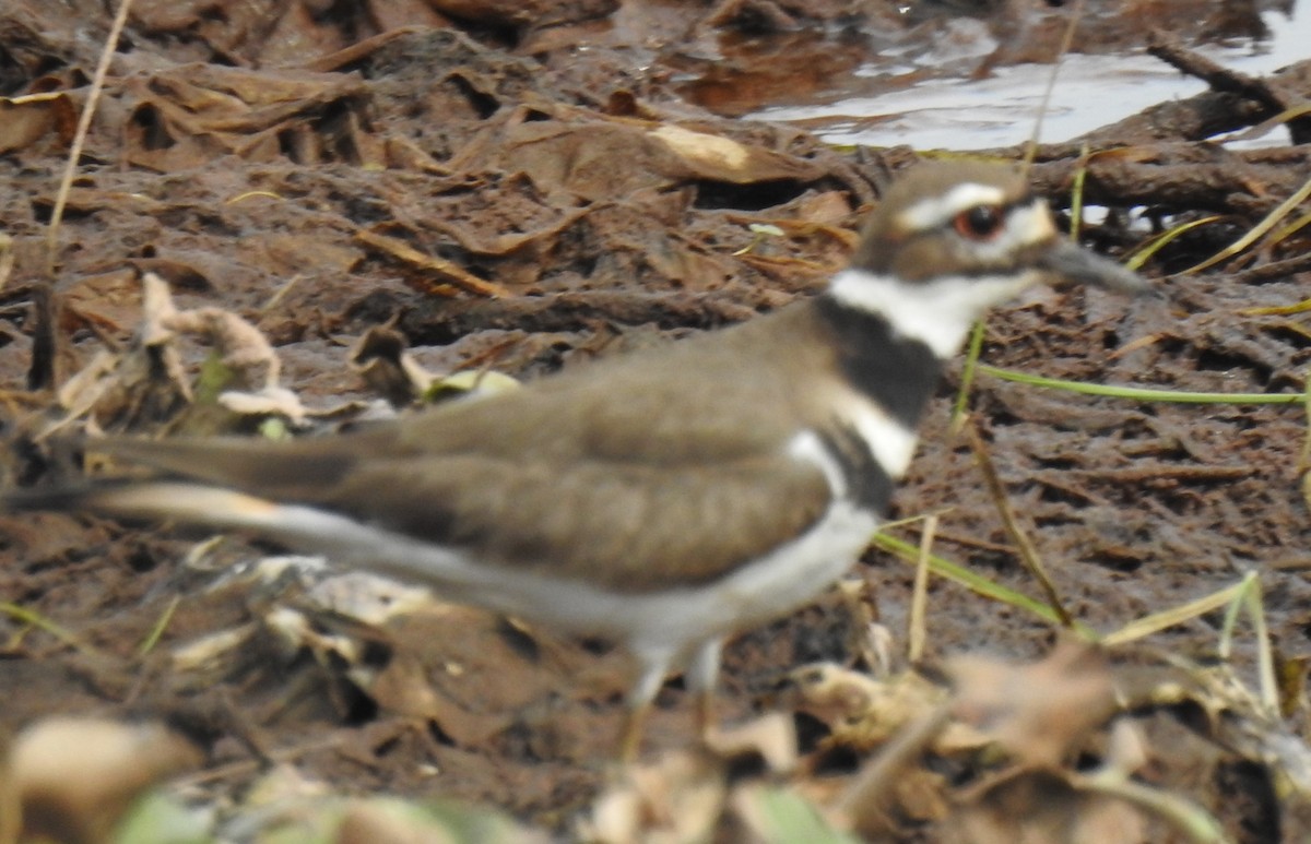 Killdeer - ML614917494