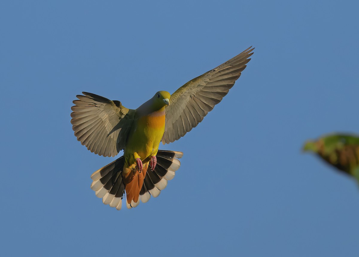 Orange-breasted Green-Pigeon - ML614917495