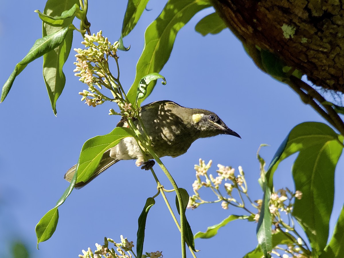 Lewin's Honeyeater - ML614917521