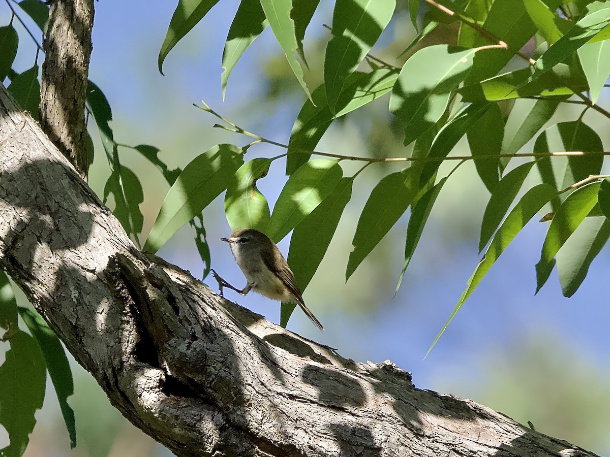 Brown Gerygone - ML614917531