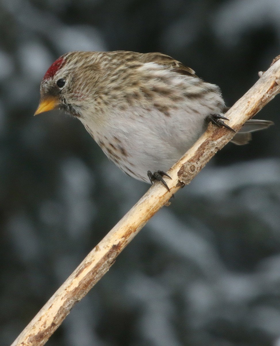 Common Redpoll - ML614917532