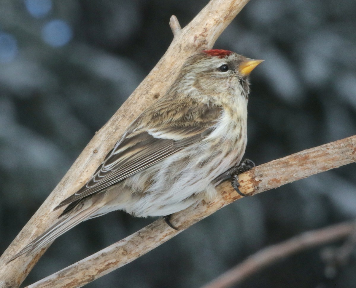 Common Redpoll - ML614917537