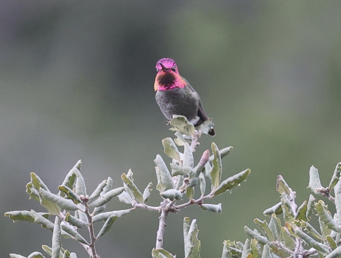 Anna's Hummingbird - ML614917587