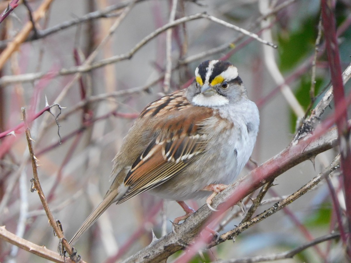 White-throated Sparrow - ML614917609