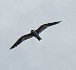 Large-billed Tern - ML614917675