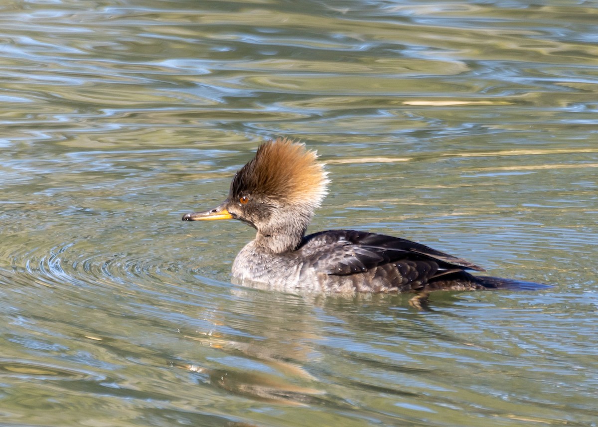 Hooded Merganser - ML614917682