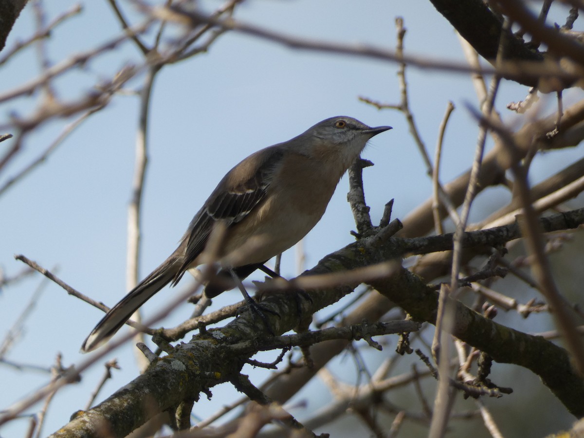 Northern Mockingbird - Rob Selleck