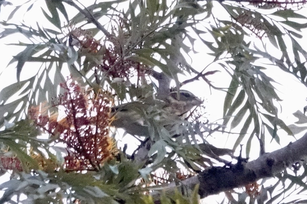 Rose-breasted Grosbeak - Susan Goodrich