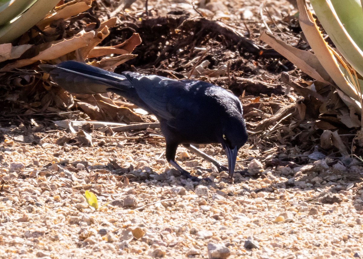 Great-tailed Grackle - Marleigh Fletcher