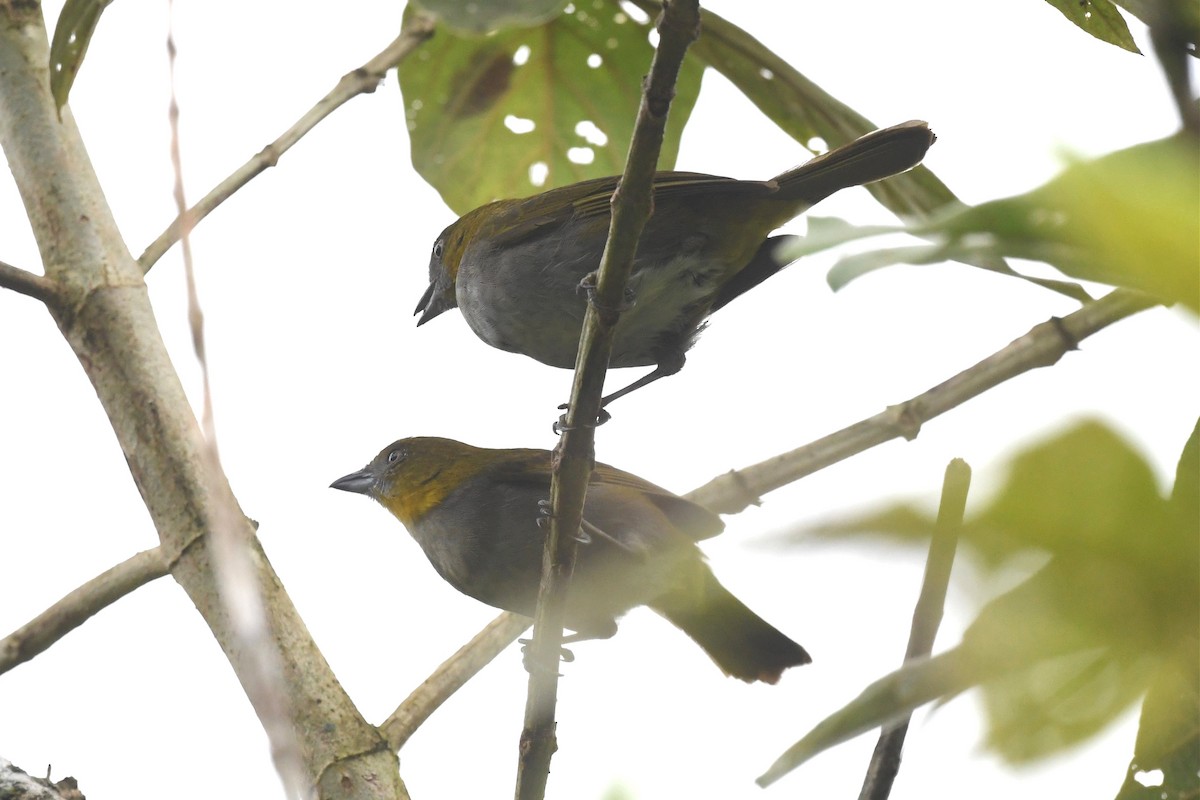 Yellow-throated Chlorospingus - ML614917715