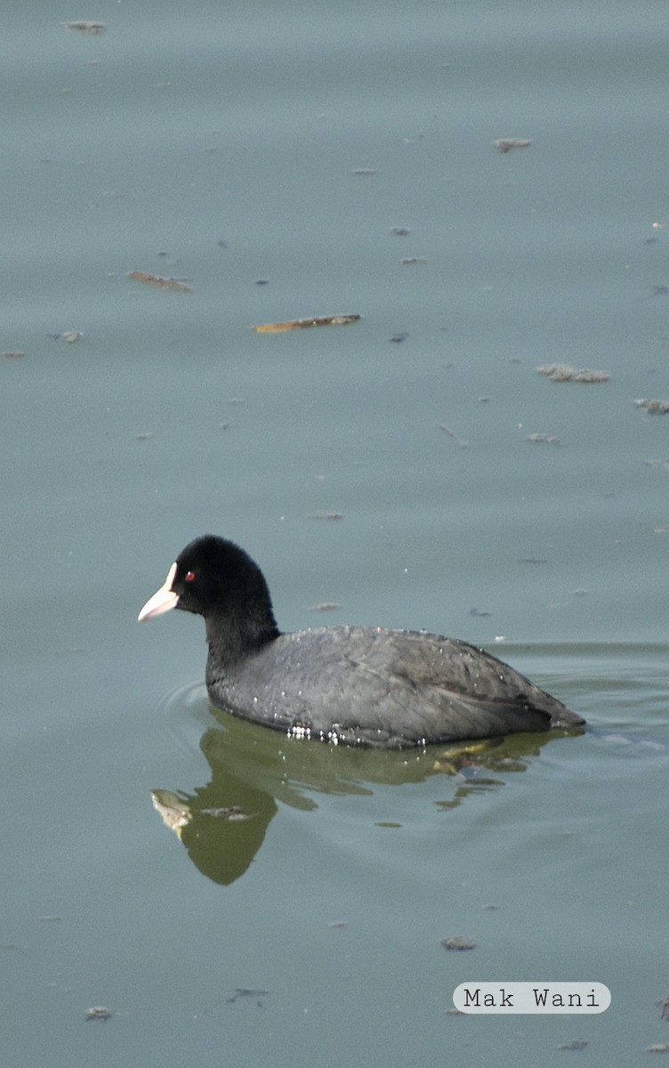 Eurasian Coot - ML614917806