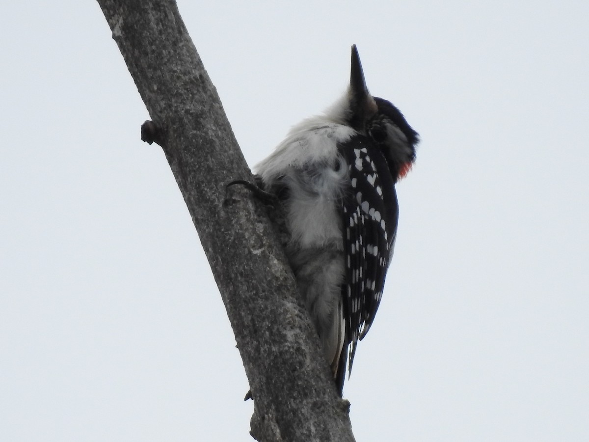 Hairy Woodpecker - ML614917817