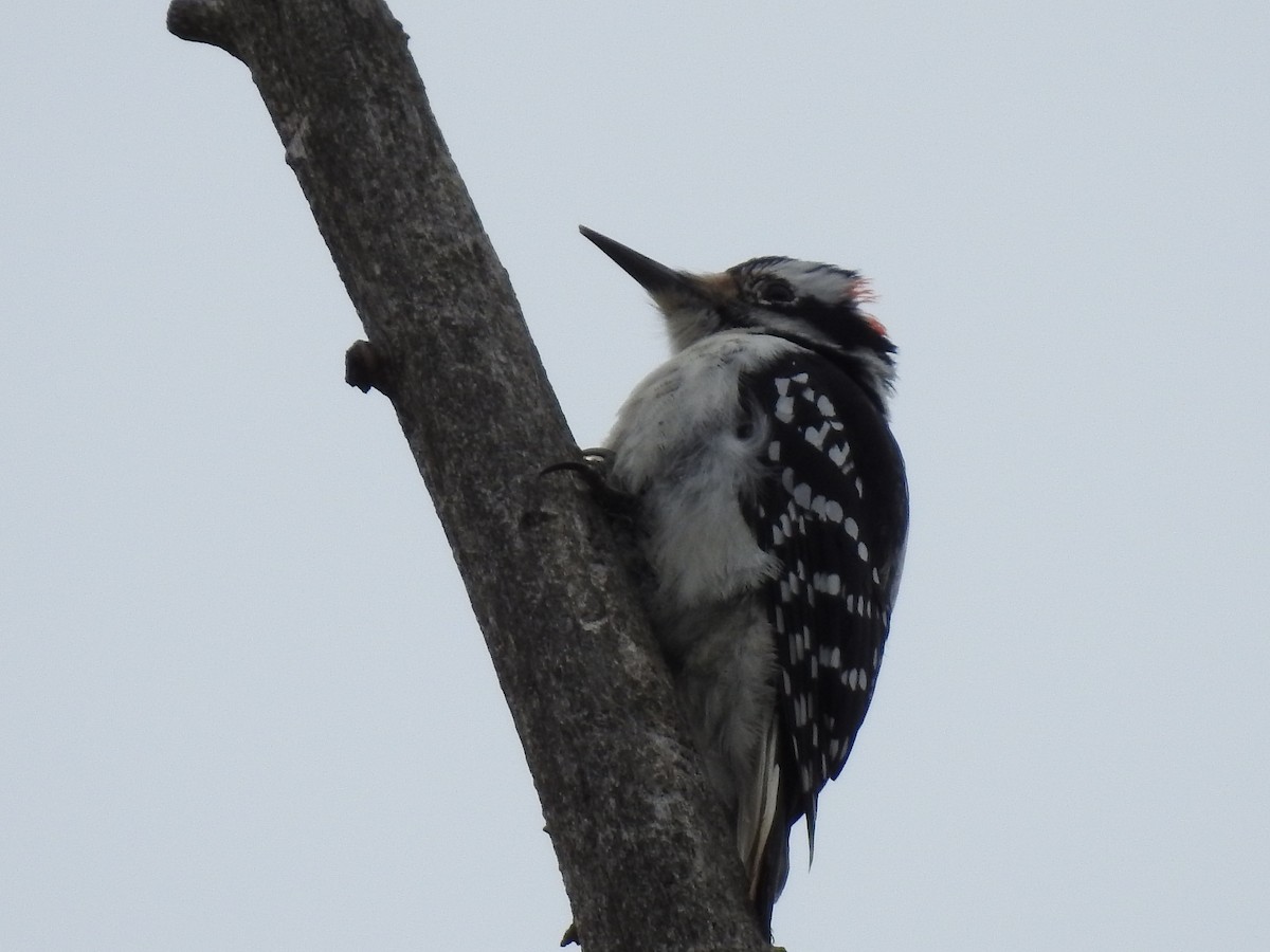 Hairy Woodpecker - ML614917818
