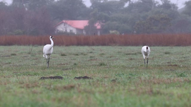 Whooping Crane - ML614917908