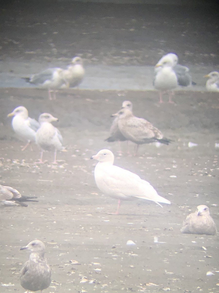 Glaucous Gull - Dessi Sieburth