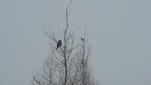 Northern Hawk Owl - ML614917942