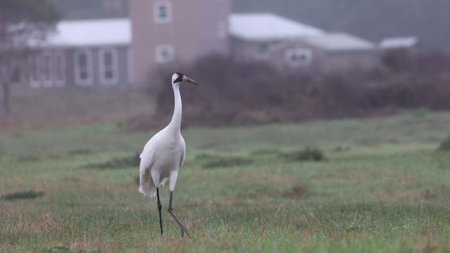 Whooping Crane - ML614917943